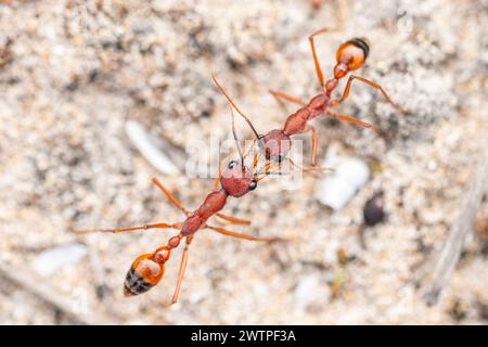 Myrmecia nigriscapa, eine große australische Bulldogameise, bekämpft eine Ameise aus einer benachbarten Kolonie Stockfoto