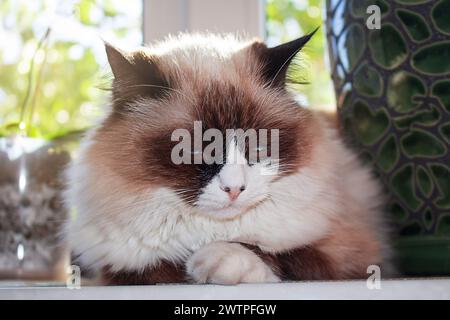 Weiße reinrassige Ragdoll-Katze schläft auf weißem Fensterbrett in Sonnenstrahlen mit Pflanzen. Liegt auf weißer Oberfläche und schloss ihre Augen. Lebensstil Stockfoto