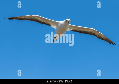 Australasisches Tölpel (Morus serrator), auch bekannt als australisches Tölpel, im Flug gegen den blauen Himmel Stockfoto