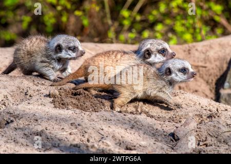 Die drei jungen Erdmännchen auf einem Felsen Stockfoto