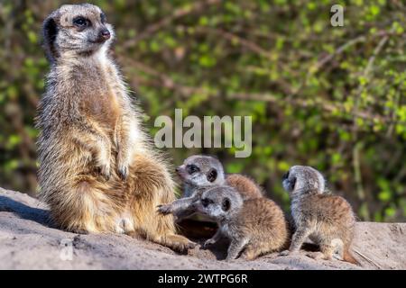 Ein erwachsener Erdmännchen und sein Baby auf einem Felsen vor grünen Bäumen Stockfoto