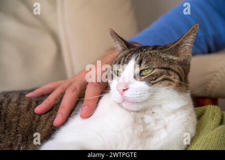 Die Hand des Mannes streichelt einen Tabby und eine weiße Katze. Ansicht schließen. Stockfoto