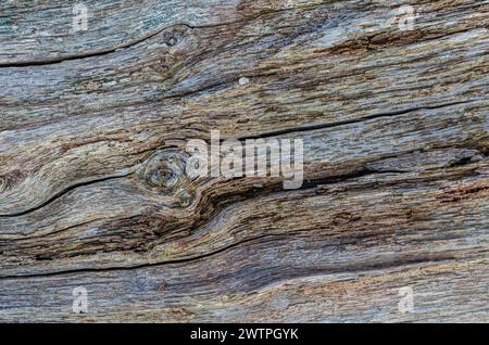 Nahaufnahme von Treibholz mit Knoten und Rissen, die an der Strangford Lough Shore gefunden wurden Stockfoto