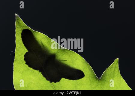 Aschegraue Motte (Hypomecis punctinalis), männlich auf einem Blatt im Hintergrund, Motte, Nordrhein-Westfalen, Deutschland Stockfoto