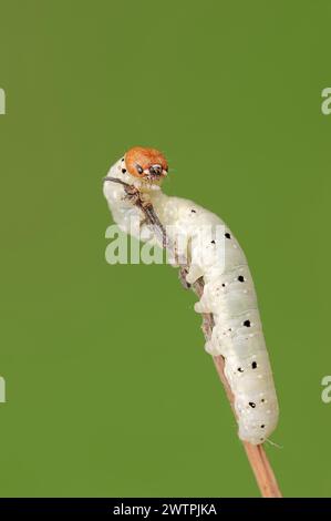 Mattgrün (Polyploca ridens), caterpillar, Nordrhein-Westfalen, Deutschland Stockfoto