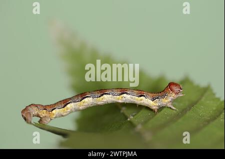 Melierte Umbe (Erannis defoliaria), caterpillar, Nordrhein-Westfalen, Deutschland Stockfoto