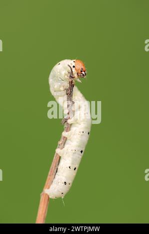 Mattgrün (Polyploca ridens), caterpillar, Nordrhein-Westfalen, Deutschland Stockfoto