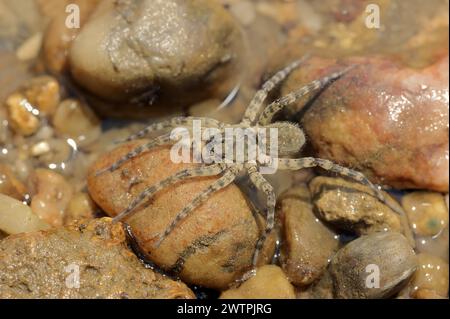 Riesenflussspinne (Arctosa cinerea), weiblich, Provence, Südfrankreich Stockfoto