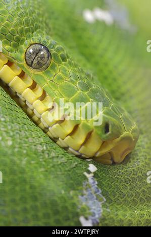 Grüne Doghead Boa oder smaragdgrüne Baumboa (Corallus caninus), Porträt, Gefangenschaft, Vorkommen in Südamerika Stockfoto