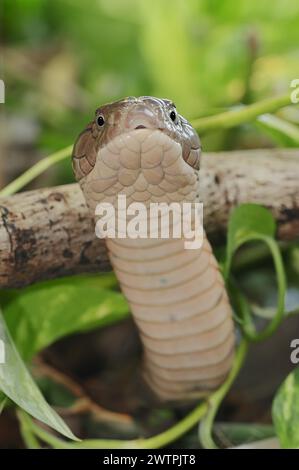 King Cobra (Ophiophagus hannah), Thailand Stockfoto