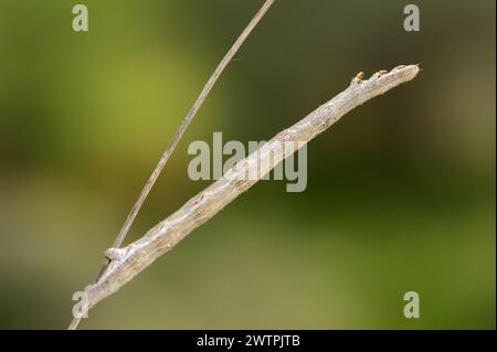 Gemeine Heide (Ematurga atomaria), caterpillar, Provence, Südfrankreich Stockfoto