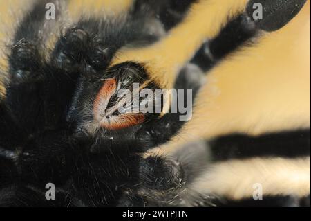 Tarantel (Avicularia avicularia), weiblich, in Gefangenschaft, in Mittel- und Südamerika vorkommend Stockfoto