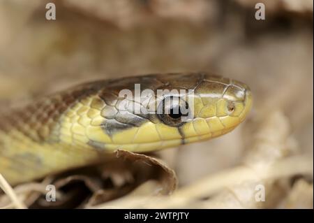 Äskulapische Schlange (Zamenis longissimus, Elaphe longissima), Porträt, Baden-Württemberg, Deutschland, Europa Stockfoto