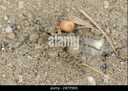 Riesenflussspinne (Arctosa cinerea), weiblich, Provence, Südfrankreich Stockfoto