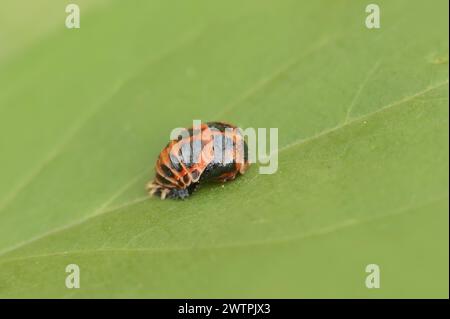 Asiatische Käferin (Harmonia axyridis), Puppe, Nordrhein-Westfalen, Deutschland Stockfoto