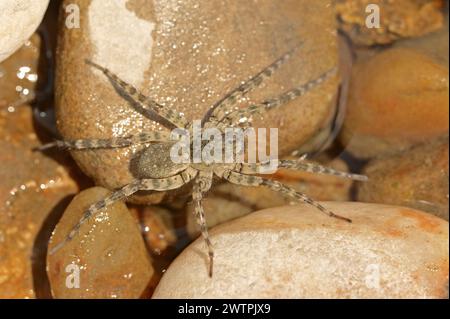 Riesenflussspinne (Arctosa cinerea), weiblich, Provence, Südfrankreich Stockfoto