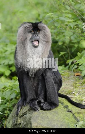 Löwenschwanzmakaken (Macaca silenus), in Gefangenschaft, in Indien vorkommend Stockfoto