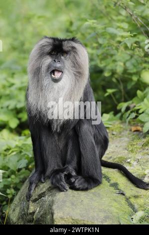 Löwenschwanzmakaken (Macaca silenus), in Gefangenschaft, in Indien vorkommend Stockfoto