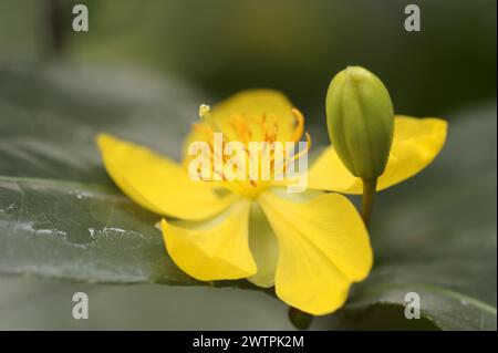 Mickey Maus Pflanze oder Vogelaugenbusch (Ochna kirkii), Blume, Zierpflanze, Nordrhein-Westfalen, Deutschland, Europa Stockfoto