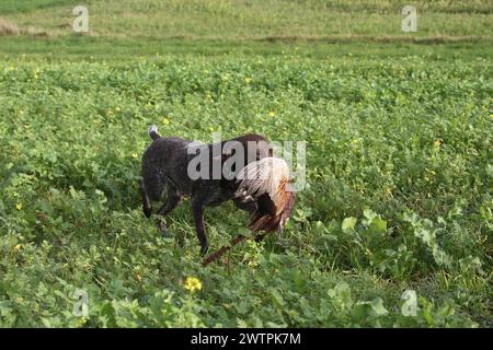 Jagdhund Deutscher Kurzhaar holt Schuss-Fasan (Phasianus colchicus) Niederösterreich, Österreich Stockfoto