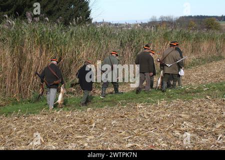 Jäger mit Braunhase (Lepus europaeus) und Fasan (Phasianus colchicus) auf hohem chinesischen Schilf (Miscanthus gigantheus), auch bekannt als Elefantengras, Stockfoto