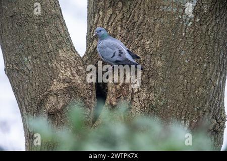 Hohltaube (Columba Oenas), Emsland, Niedersachsen, Deutschland Stockfoto