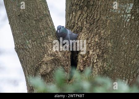 Hohltaube (Columba Oenas), Emsland, Niedersachsen, Deutschland Stockfoto