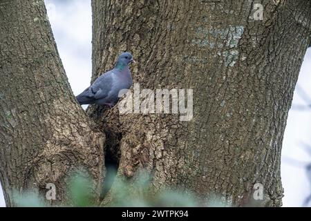 Hohltaube (Columba Oenas), Emsland, Niedersachsen, Deutschland Stockfoto