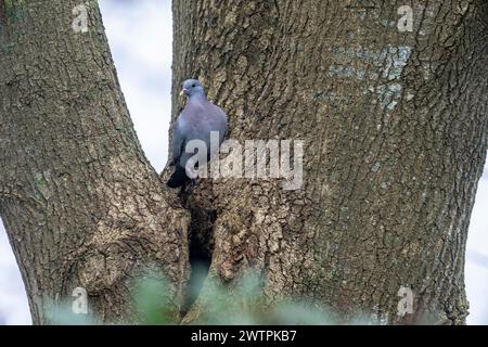 Hohltaube (Columba Oenas), Emsland, Niedersachsen, Deutschland Stockfoto