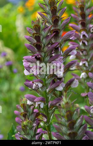 Sea Dock (Acanthus mollis), Bayern, Deutschland Stockfoto