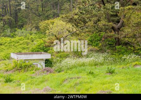 Eine verlassene Bank, die von üppigem Waldunterholz überholt wird, in Sinjin-Do, Südkorea Stockfoto