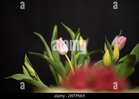 Ein Arrangement aus rosa und gelben Tulpen auf schwarzem Hintergrund, Deutschland Stockfoto