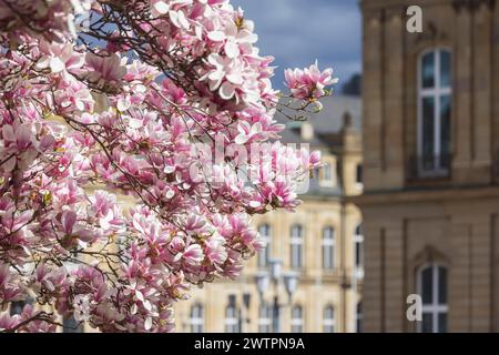 Magnolienblüte, blühende Magnolien (Magnolien) vor dem Neuen Schloss, Stuttgart, Baden-Württemberg, Deutschland Stockfoto