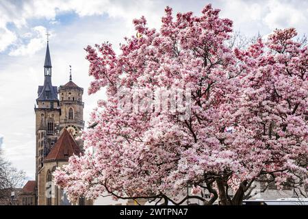 Magnolienblüte in Stuttgart, blühende Magnolien (Magnolien) vor den beiden Türmen der Stiftskirche, Wahrzeichen des historischen Stuttgart Stockfoto