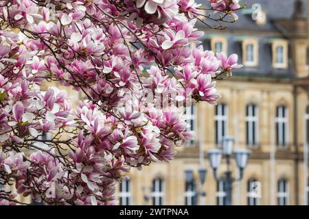 Magnolienblüte, blühende Magnolien (Magnolien) vor dem Neuen Schloss, Stuttgart, Baden-Württemberg, Deutschland Stockfoto