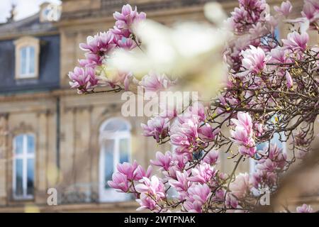 Magnolienblüte, blühende Magnolien (Magnolien) vor dem Neuen Schloss, Stuttgart, Baden-Württemberg, Deutschland Stockfoto