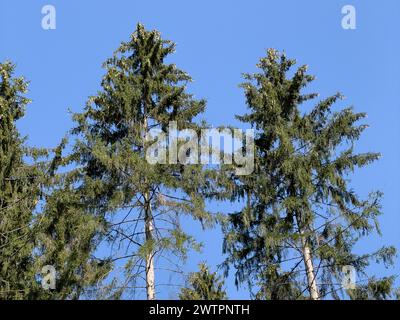 Zwei Bäume gemeine Fichte (Picea abies) mit kleinen Kegeln auf Zweigen von Kronenfichtenzapfen Kiefernzapfen, Deutschland, Europa Stockfoto