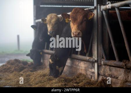 Irische Rinder in einem Stall an einem nebeligen Morgen. Leinster, Irland Stockfoto