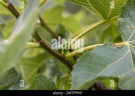 Junge Feigen Baum Blätter in der Nähe. Flora Stockfoto