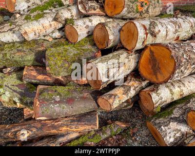 Stapel Birkenfeuerholz im Garten Stockfoto