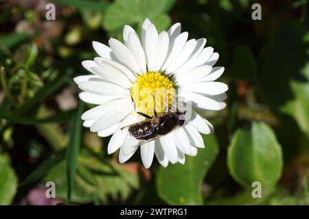 Hoverfly Eristalinus sepulchralis, Familie Syrphidae auf einer Blume der gewöhnlichen Gänseblümchen, Bellis perennis, Familie Asteraceae. Gepunktete Augen. Holländischer Garten, Frühling Stockfoto