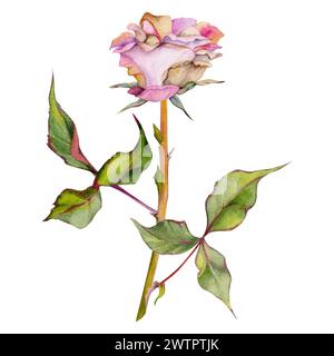 Handgezeichnete Aquarellillustration schäbige Boho botanische Blumen Blätter. Staubige englische Teerose, verdorbene Kopfknospen, rosa Creme. Zusammensetzung isoliert Stockfoto