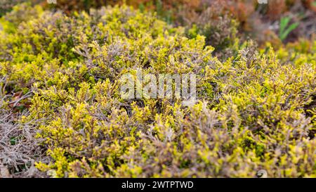 Ein Makrofoto zeigt die komplizierten Details und lebhaften Farben von Heidekraut aus der Familie der Ericaceae Stockfoto