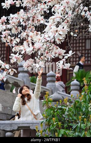 Am 17. März 2024 blühen Magnolienblüten im Chaotian Palace in Nanjing, ostchinesischer Provinz Jiangsu. Stockfoto