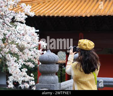 Am 17. März 2024 blühen Magnolienblüten im Chaotian Palace in Nanjing, ostchinesischer Provinz Jiangsu. Stockfoto