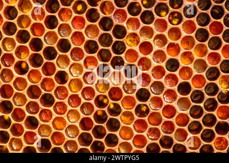 Wabenrahmen, gefüllt mit goldenem Honig- und Bienenbrot, erinnert an das Wesen des Imkerei- und Ernährungskonzepts. Stockfoto