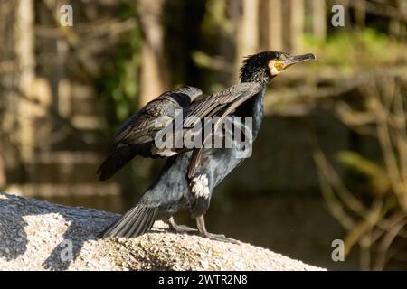 Ein schwarzer Vogel mit gelbem Schnabel steht auf einem Felsen. Der Vogel blickt nach rechts und breitet seine Flügel aus. Kormoran Stockfoto