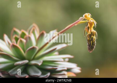 Eine kleine Pflanze mit einer gelben Blume oben. Echevaria Apus Stockfoto