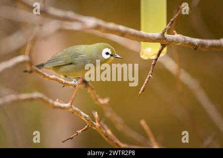 Ein weißes Auge des Kilimandscharo, das auf einem Zweig in einem Zoo in Österreich sitzt Stockfoto