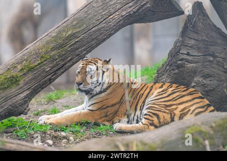 Ein Tiger liegt unter einem Baum in einem Zoo, bewölkter Tag im Winter Österreich Stockfoto